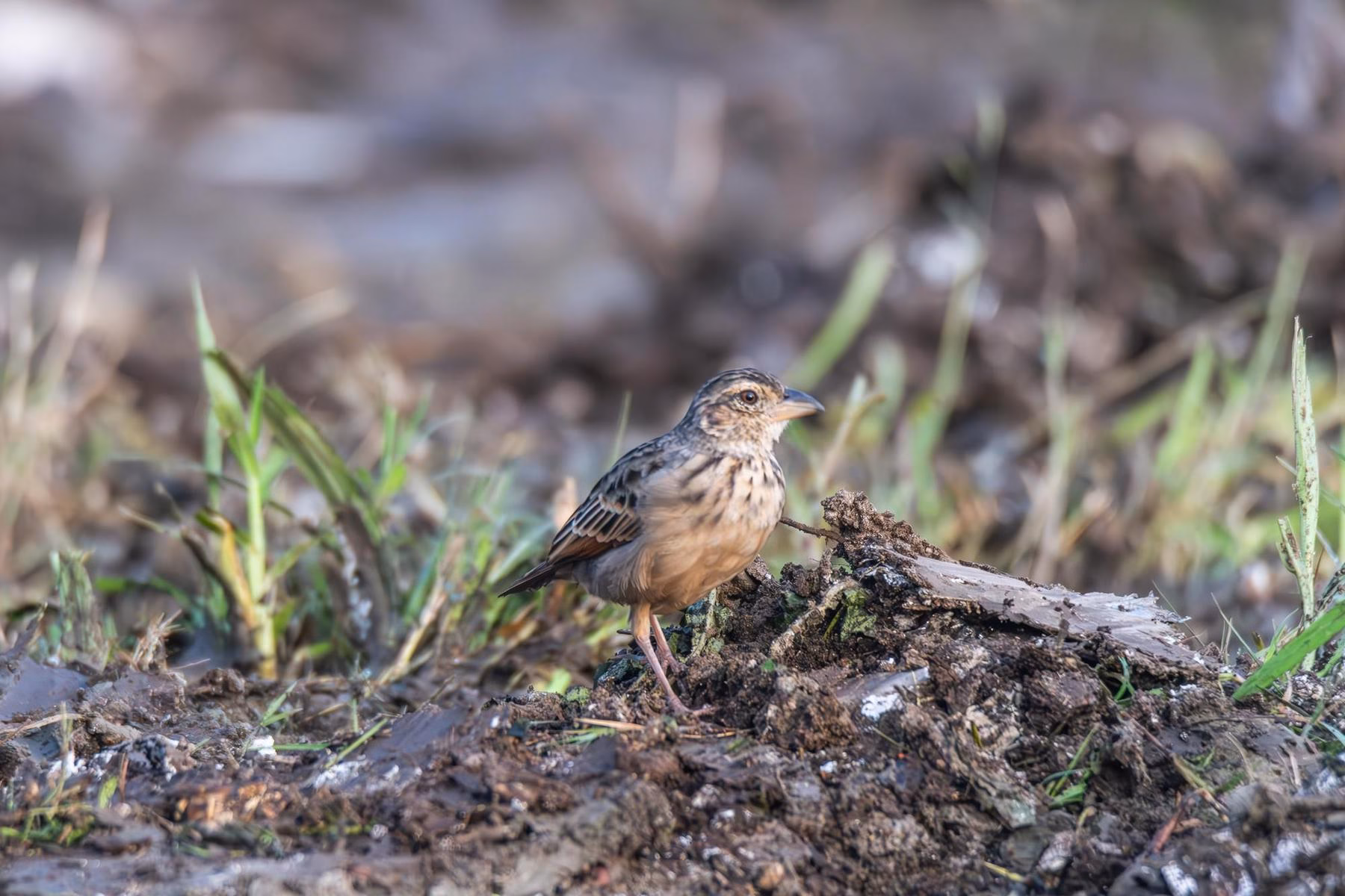 A Bengal Bushlark with streaked brown plumage stands on a muddy mound amidst sparse green grass in a natural, open habitat.