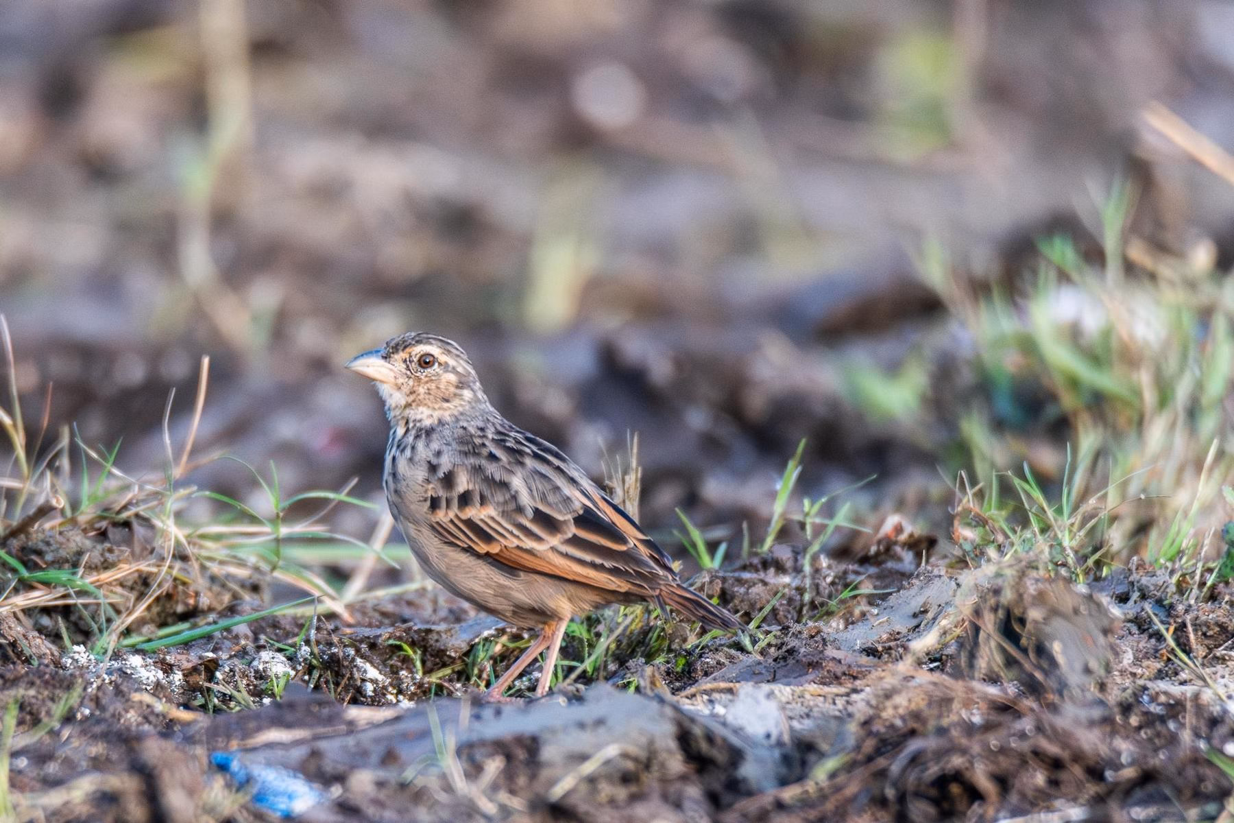A Bengal Bushlark, a streaked brown bird, stands on earthy ground with sparse green grass, looking left.