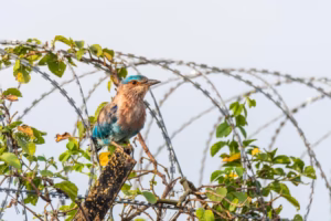 A vibrant Indian Roller bird with blue and brown plumage perches on a branch with green leaves and razor wire in the background.
