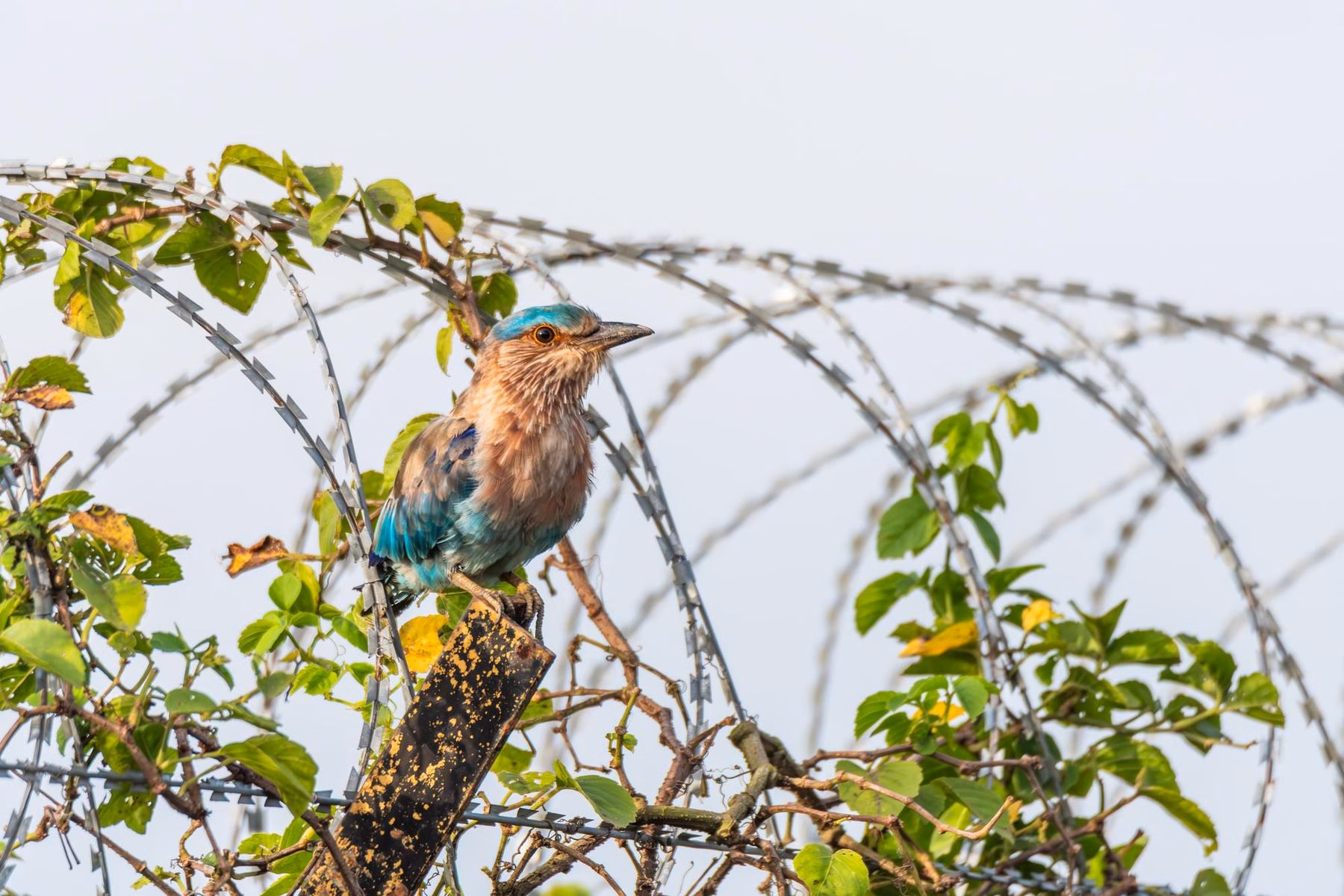 A vibrant Indian Roller bird with blue and brown plumage perches on a branch with green leaves and razor wire in the background.