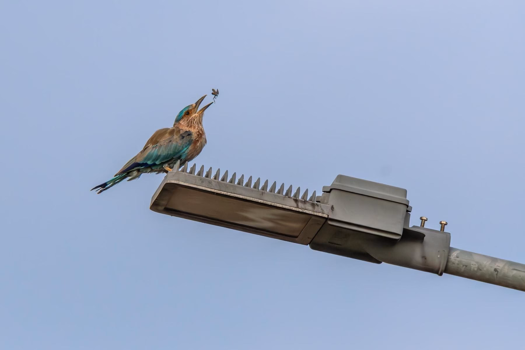 An Indian Roller bird with striking blue and brown plumage perching on a street light, holding an insect in its beak against a clear blue sky.