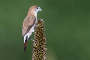 Indian Silverbill perched on a millet-like seed head against a soft green background.
