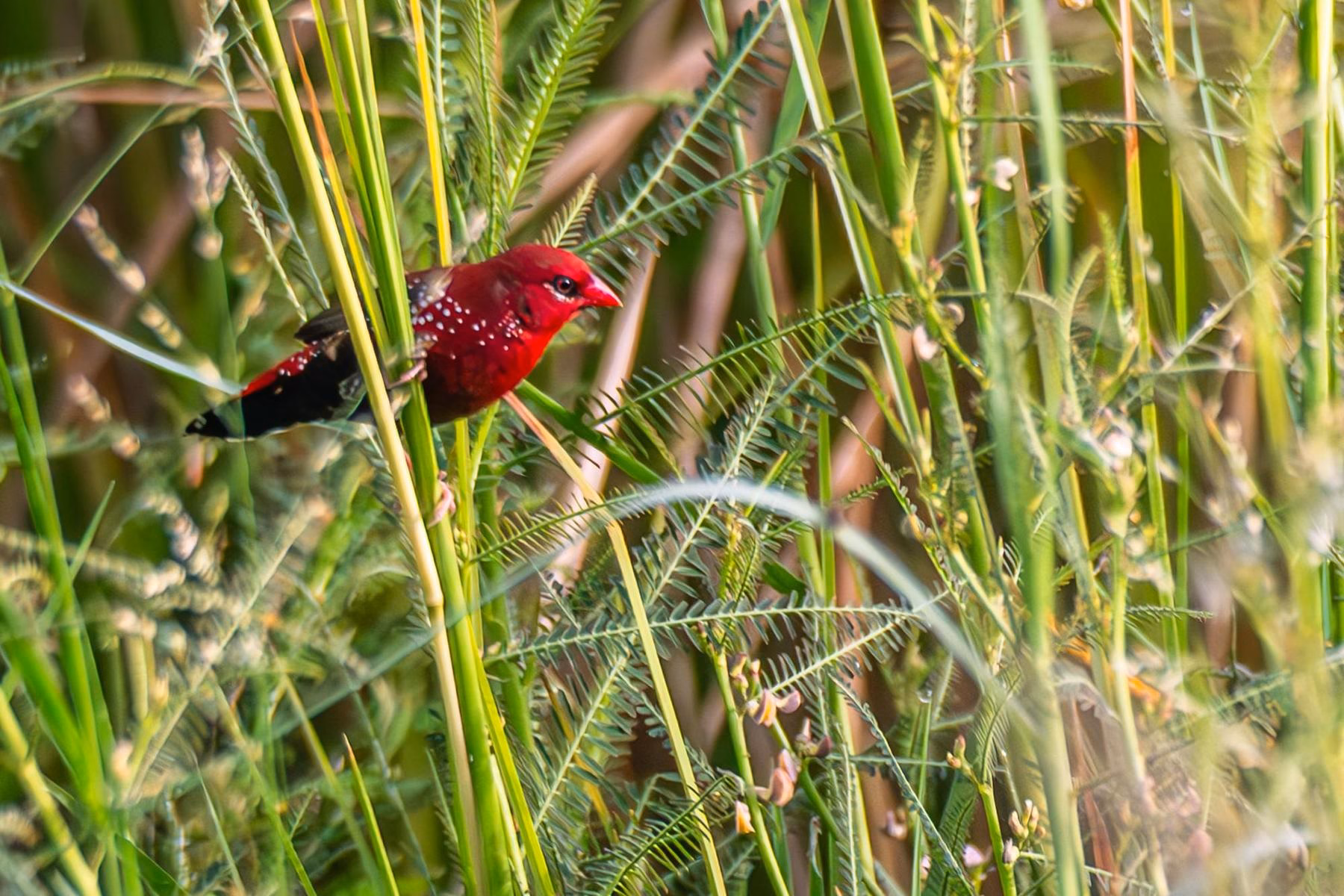A small, vibrant red male Red Avadavat bird with white spots on its flanks perches among tall green grasses.