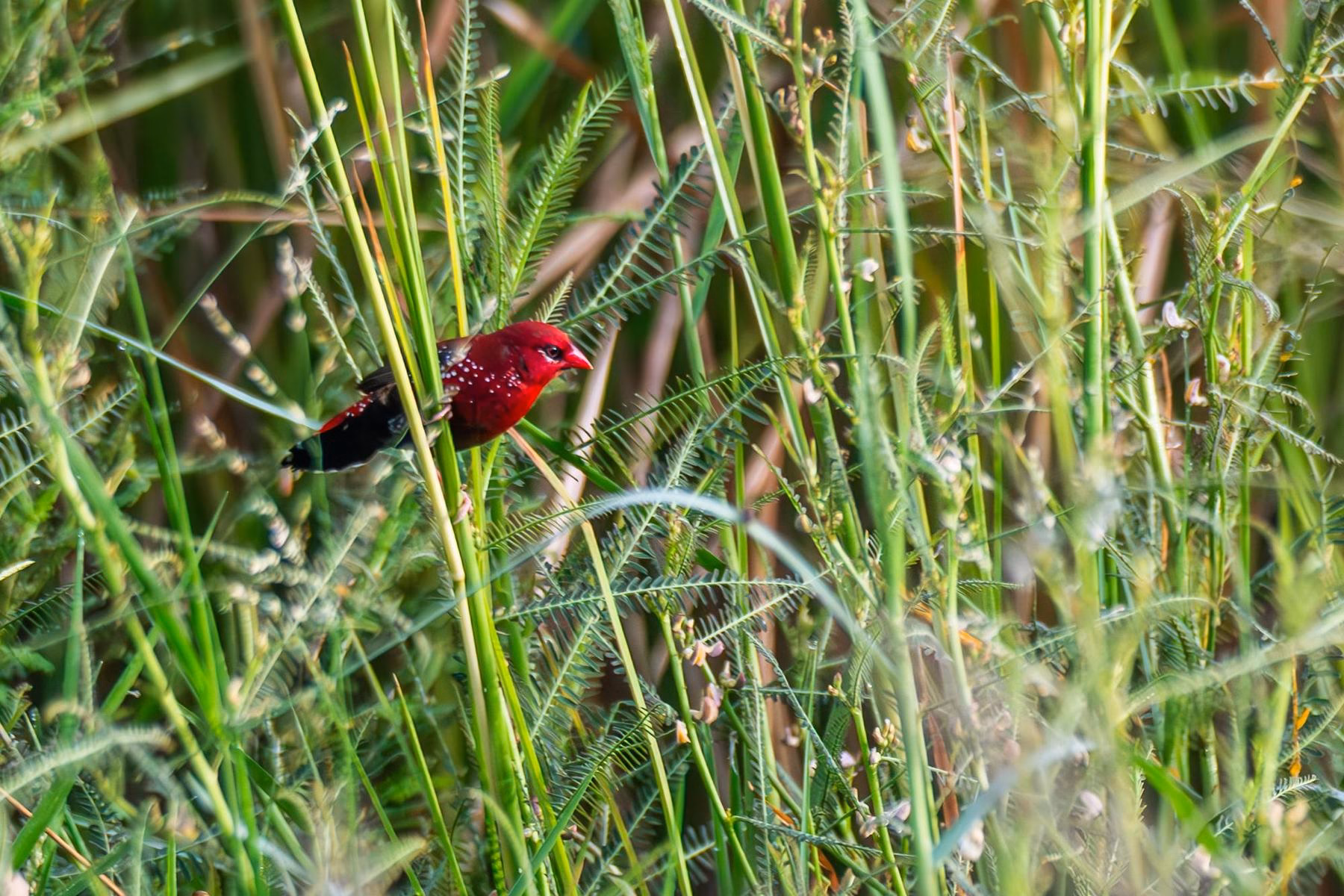A vibrant red male Red Avadavat with white spots and a black tail, perched amidst dense green grass and foliage.