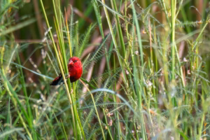A brilliant red male Red Munia, also known as Red Avadavat, with white spots perched on a green grass blade in a natural, lush grassy environment.