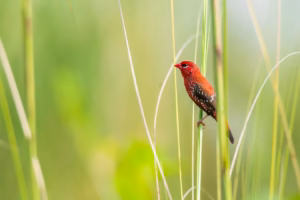 A small, brilliantly red male Red Avadavat, also known as Red Munia, with white spots, perches upright on a slender green grass blade against a soft, green blurred background.
