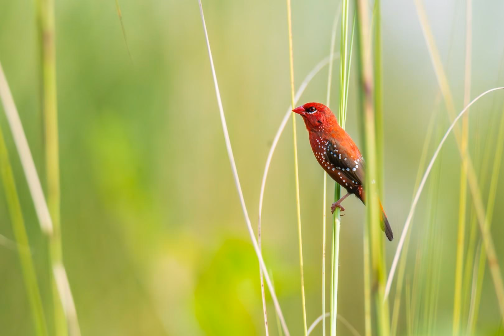 A vibrant red Red Munia bird with white spots perched on a green reed against a soft focus green background.