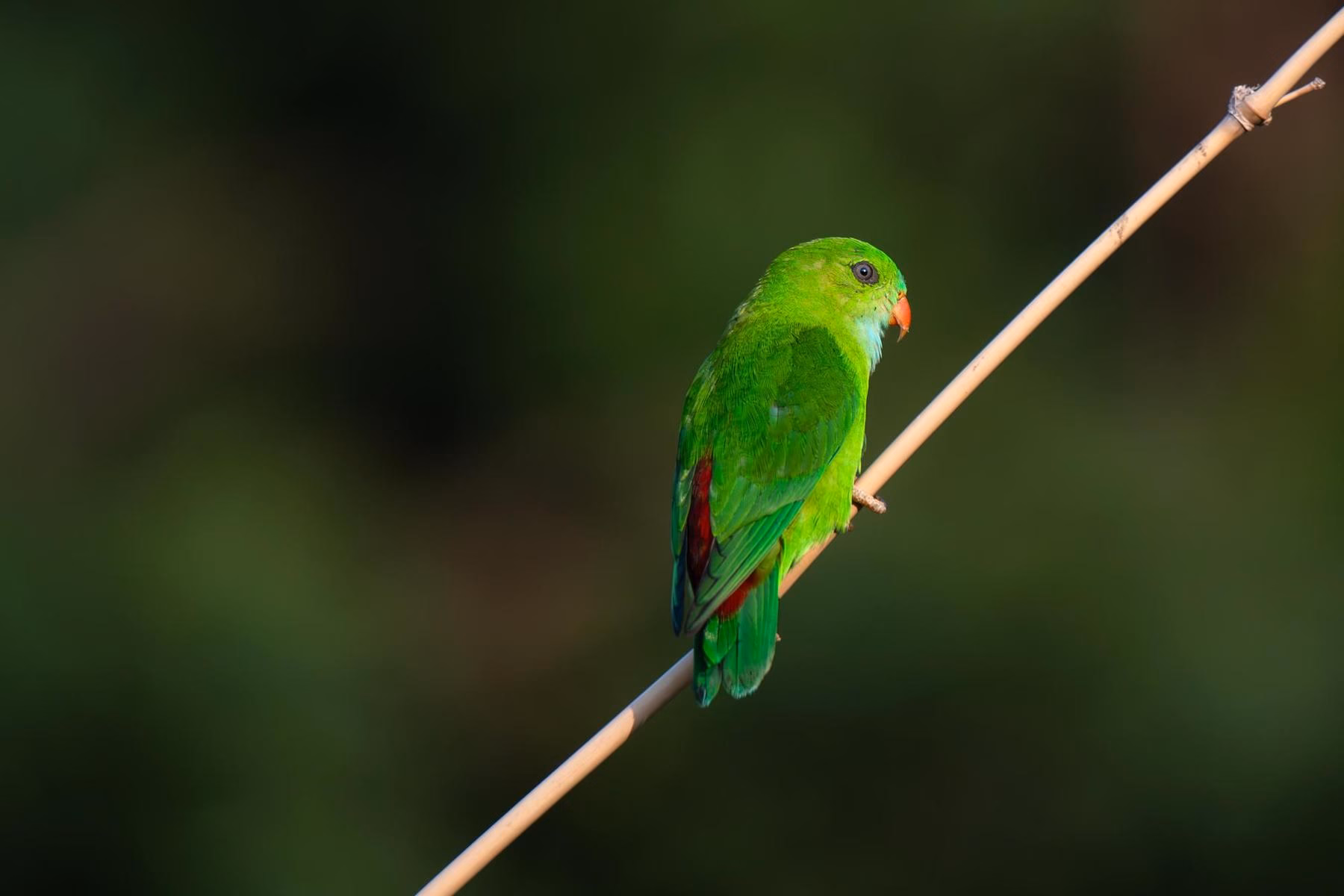 My Maharashtra Birding Adventure: Finches, Parrots & Kingfisher Dreams!