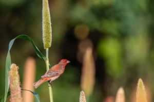 A vibrant red and brown Common Rosefinch perched on the stem of a green millet-like plant against a soft, out-of-focus green