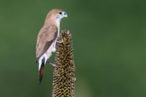 A small Indian Silverbill bird with warm brown upperparts, white underparts, and a distinctive rufous-striped tail is perched