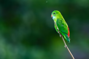 A bright green Vernal Hanging Parrot with a red rump and orange beak perched on a thin branch against a blurred green backgro