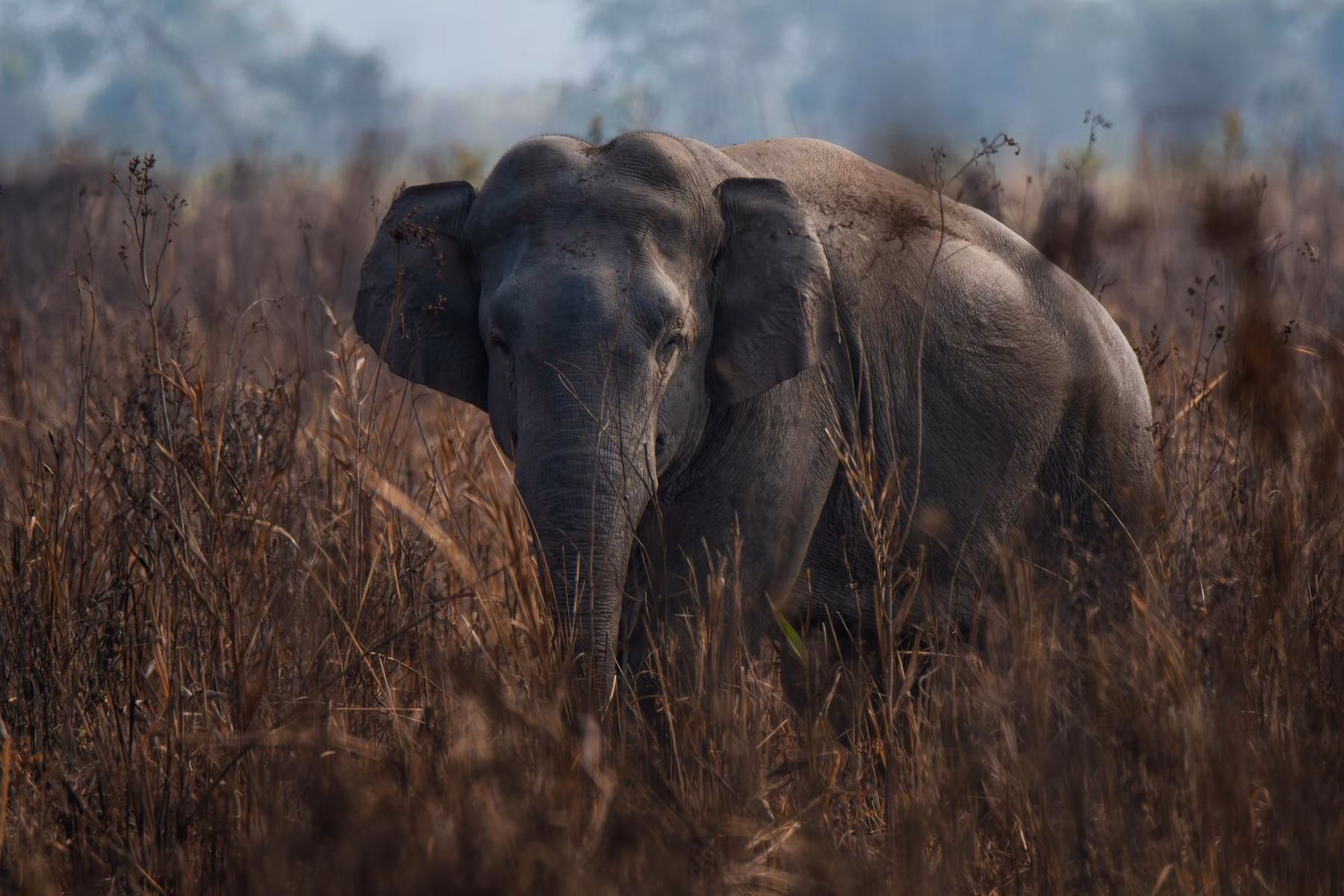 An Asian elephant with large ears and a trunk stands in a field of tall brown grass, looking directly ahead, with a misty forest in the distance.