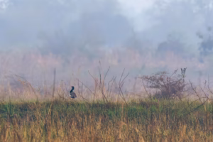 A rare male Bengal Florican with black body and white wing patches stands in a misty, tall grassy field.