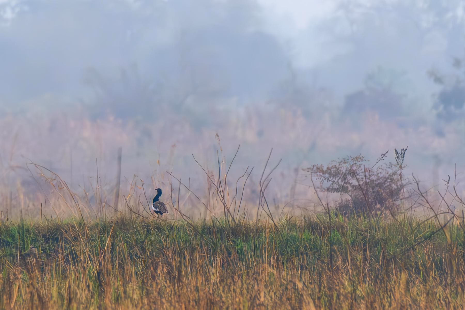 A rare male Bengal Florican with black body and white wing patches stands in a misty, tall grassy field.