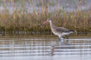 A Black-tailed Godwit with a long, upturned bill wading in shallow water with marsh vegetation in the background at Bhigwan.