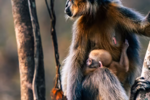 A close-up of a Capped Langur mother with brown and gray fur nursing her light-furred baby, both perched on a tree branch in a natural, blurred forest background.