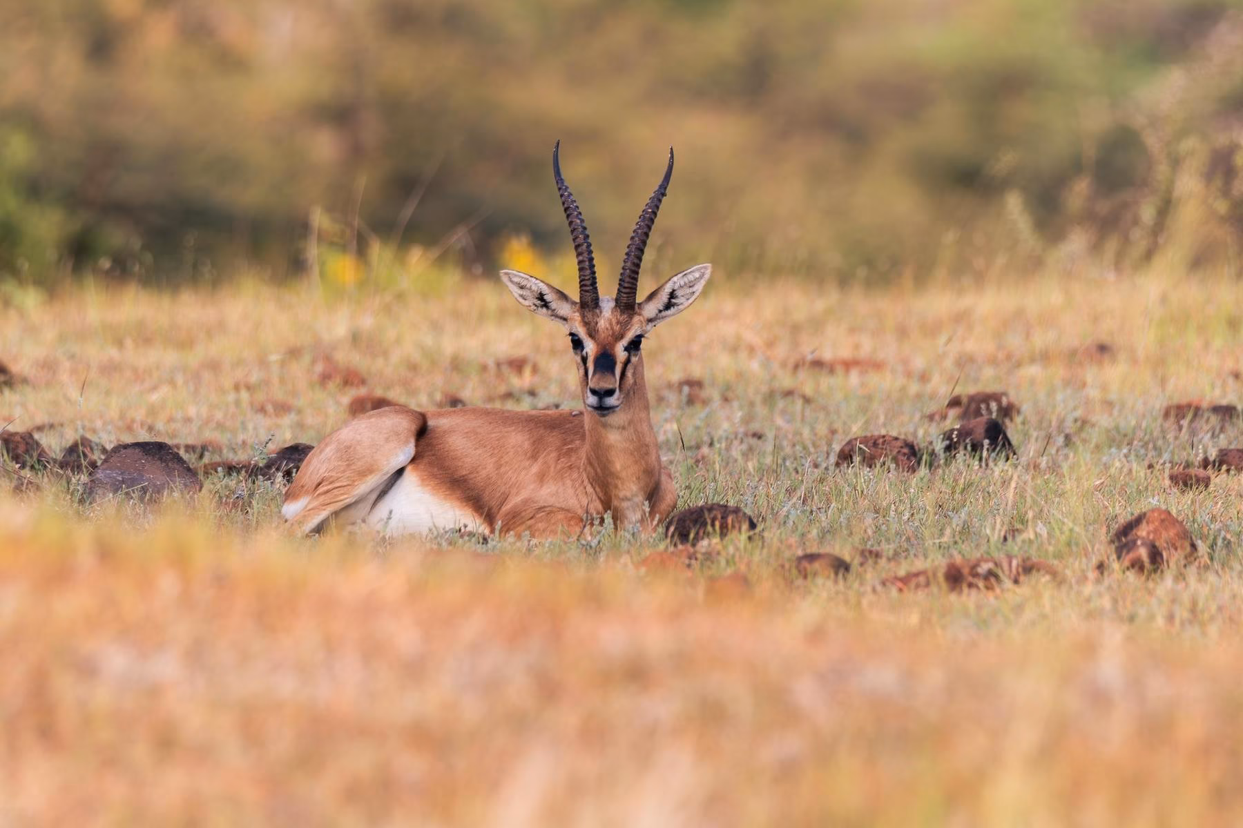 A Chinkara, or Indian Gazelle, with prominent, long, dark, ringed horns, lies calmly in a field of dry golden-brown grass, looking directly at the viewer.