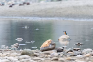 A vibrant Common Kingfisher, with a blue back and orange belly, perches on a wet rock in a calm river, looking left.