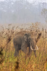 An adult male Asian elephant with impressive white tusks walks through tall golden and green grass on a foggy morning.