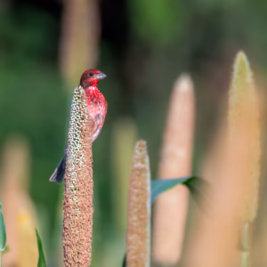 common rosefinch in saswad