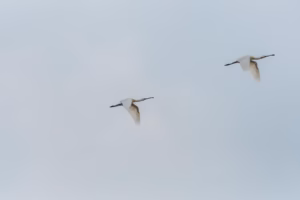 Two white Eurasian Spoonbills with long, spatulate bills fly gracefully across a pale blue sky.