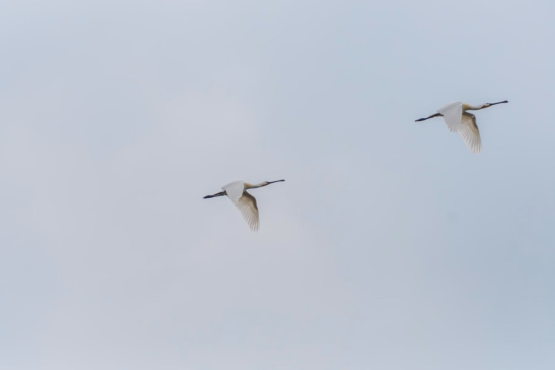 Two white Eurasian Spoonbills with long, spatulate bills fly gracefully across a pale blue sky.