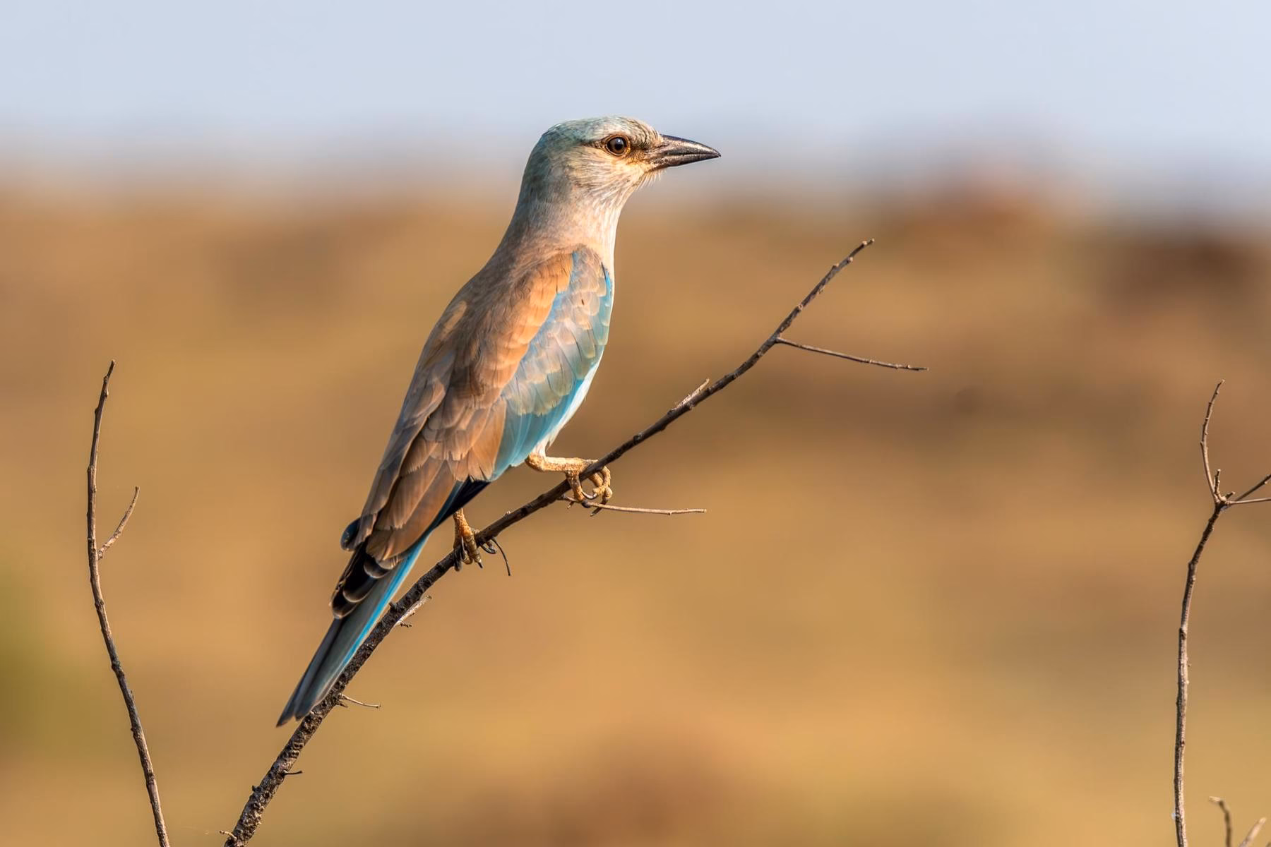 A beautiful European Roller bird perched on a dry branch, with a blurred brown and yellow background, showcasing its blue and brown feathers.