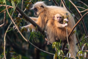 A Golden Langur mother and her baby are perched on a tree branch, surrounded by green leaves in a forest.