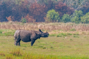 A majestic Greater One-horned Rhinoceros with its single horn and armored skin stands in a vast green and brown grassland with trees in the background.