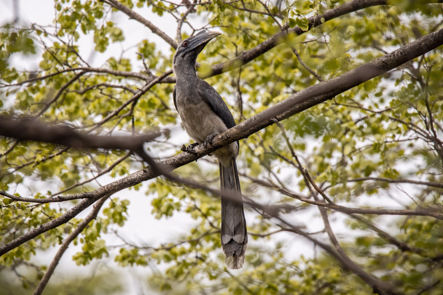 An Indian Grey Hornbill perched on a tree branch, looking up with its distinctive curved bill and reddish eye ring, surrounded by green leaves.