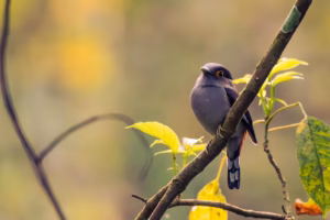 A Grey-lored broadbill with grey plumage and an orange eye ring perched on a leafy tree branch against a soft, blurred yellow-green background.