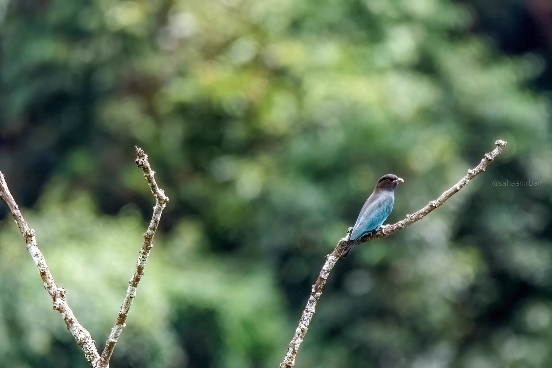 An Oriental dollarbird with a dark head and blue-green body, holding an insect in its red beak, perched on a bare branch against a blurred green background.