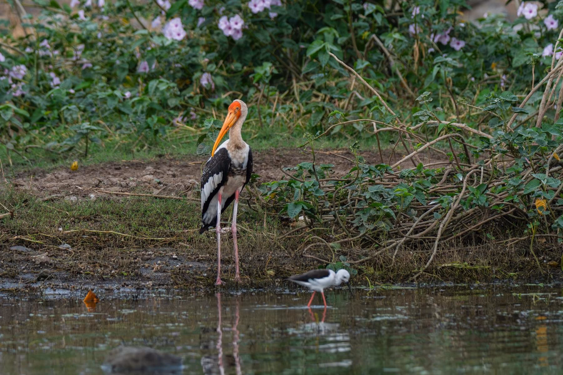 A Painted Stork with an orange head, yellow bill, and black and white feathers stands in shallow water with green foliage in the background.
