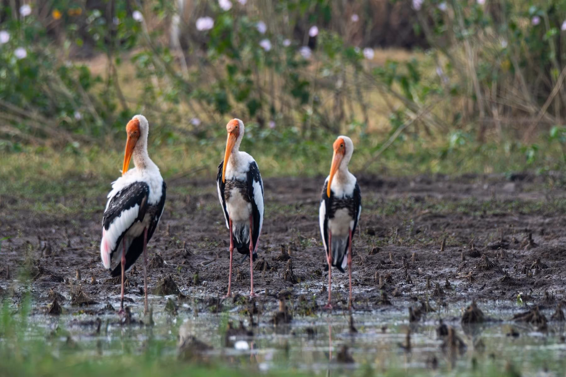 Three Painted Storks with orange heads, white bodies, and black wing feathers stand in shallow muddy water with green vegetation in the background.