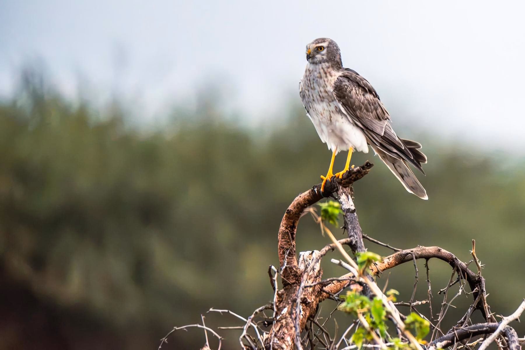 A female Pallid Harrier (Circus macrourus) perching on a dry, gnarled branch with green sprouts, looking left, Bhigwan, India.