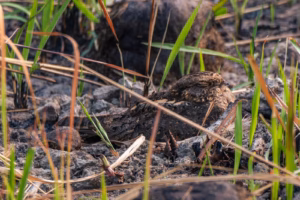 A Savanna nightjar, expertly camouflaged, rests motionless on dry, sparse ground amidst green and brown grass and burnt remnants.
