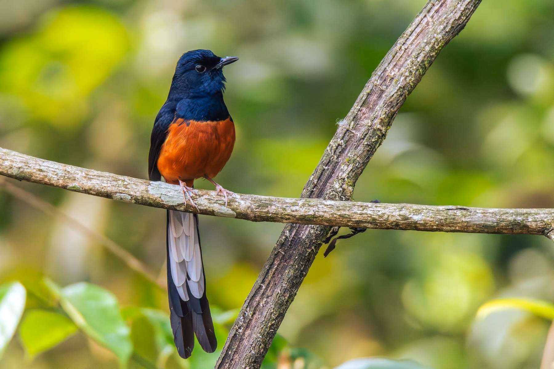 A vibrant male White-rumped Shama bird with glossy black and bright rufous plumage perches on a tree branch in a lush green forest.