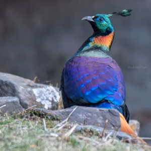 himalayan monal chopta anirban saha